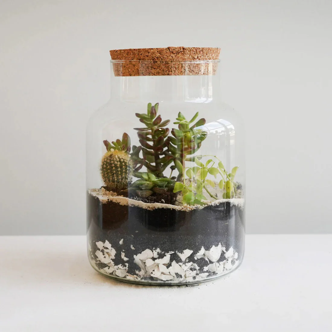 Ivyline Angular Glass Small Terrarium DIY Kit - Image 5