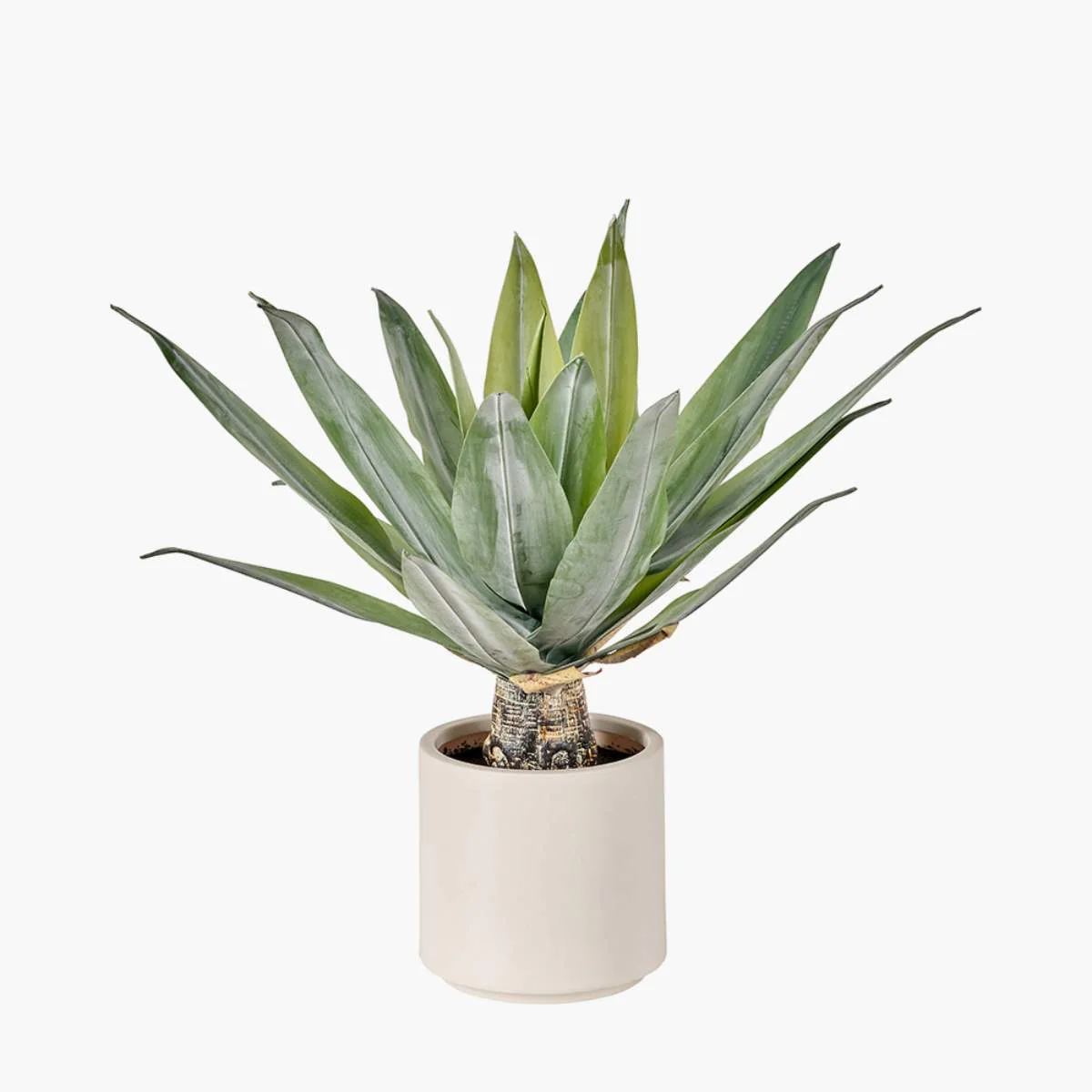 Pacific Lifestyle Agave Plant in Pot - Image 2