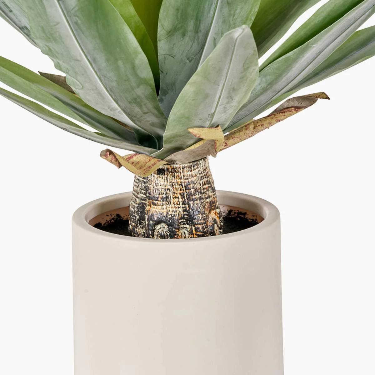 Pacific Lifestyle Agave Plant in Pot - Image 4