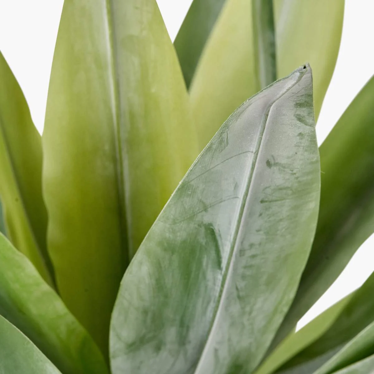 Pacific Lifestyle Agave Plant in Pot - Image 5