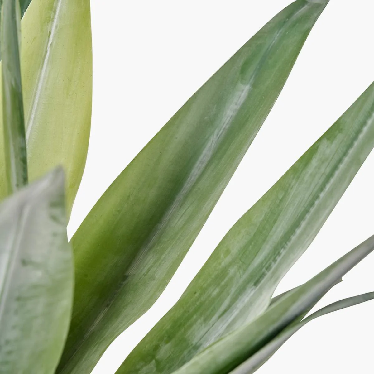 Pacific Lifestyle Agave Plant in Pot - Image 6