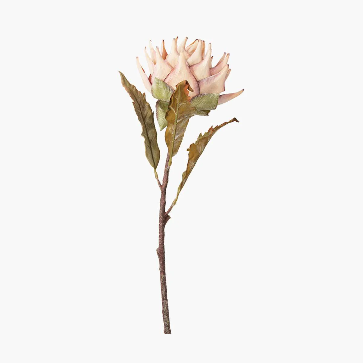 Pacific Lifestyle Apricot Lotus Pack of 6 - Image 2