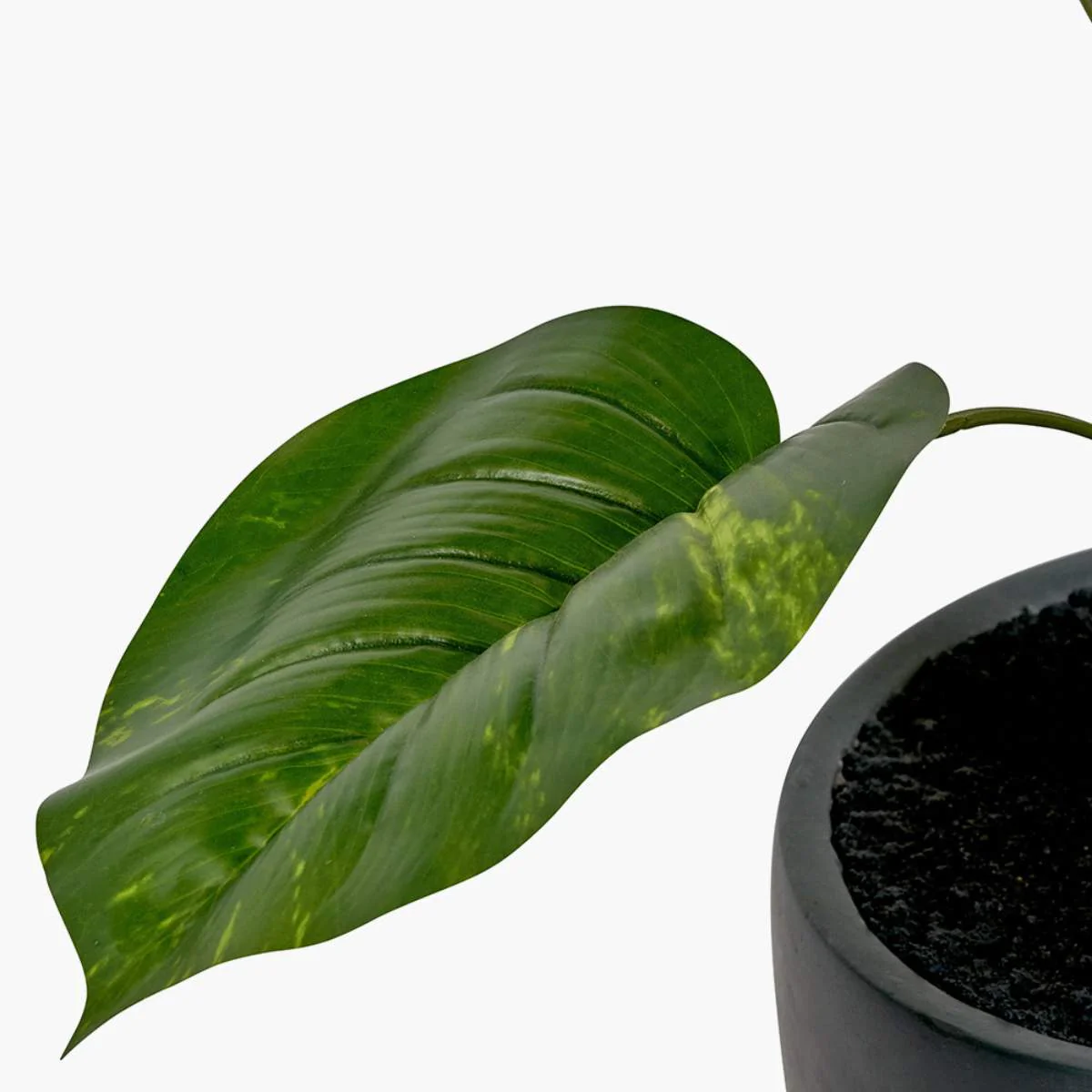Pacific Lifestyle Elephant Ear Plant in Pot - Image 6