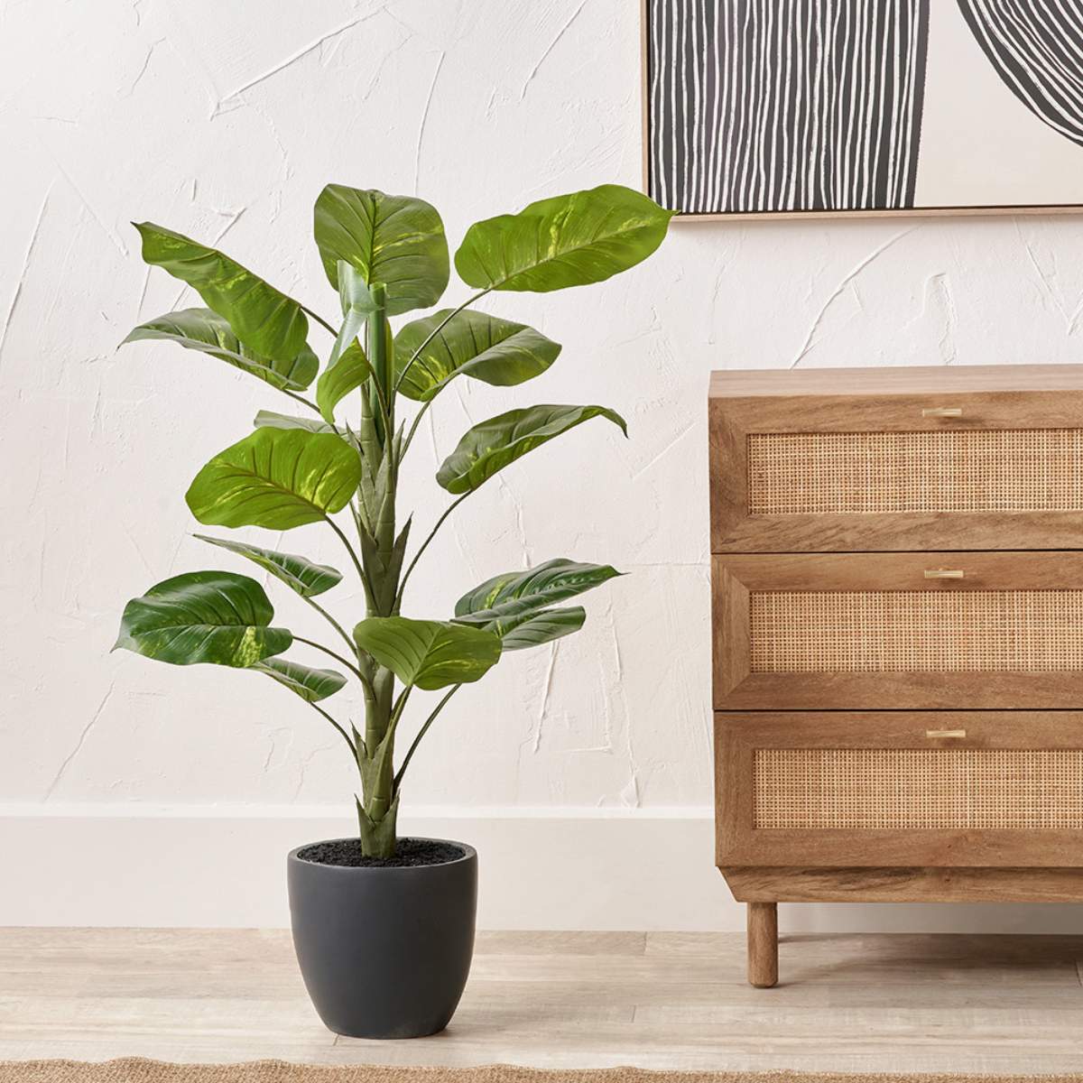 Pacific Lifestyle Elephant Ear Plant in Pot - Image 8