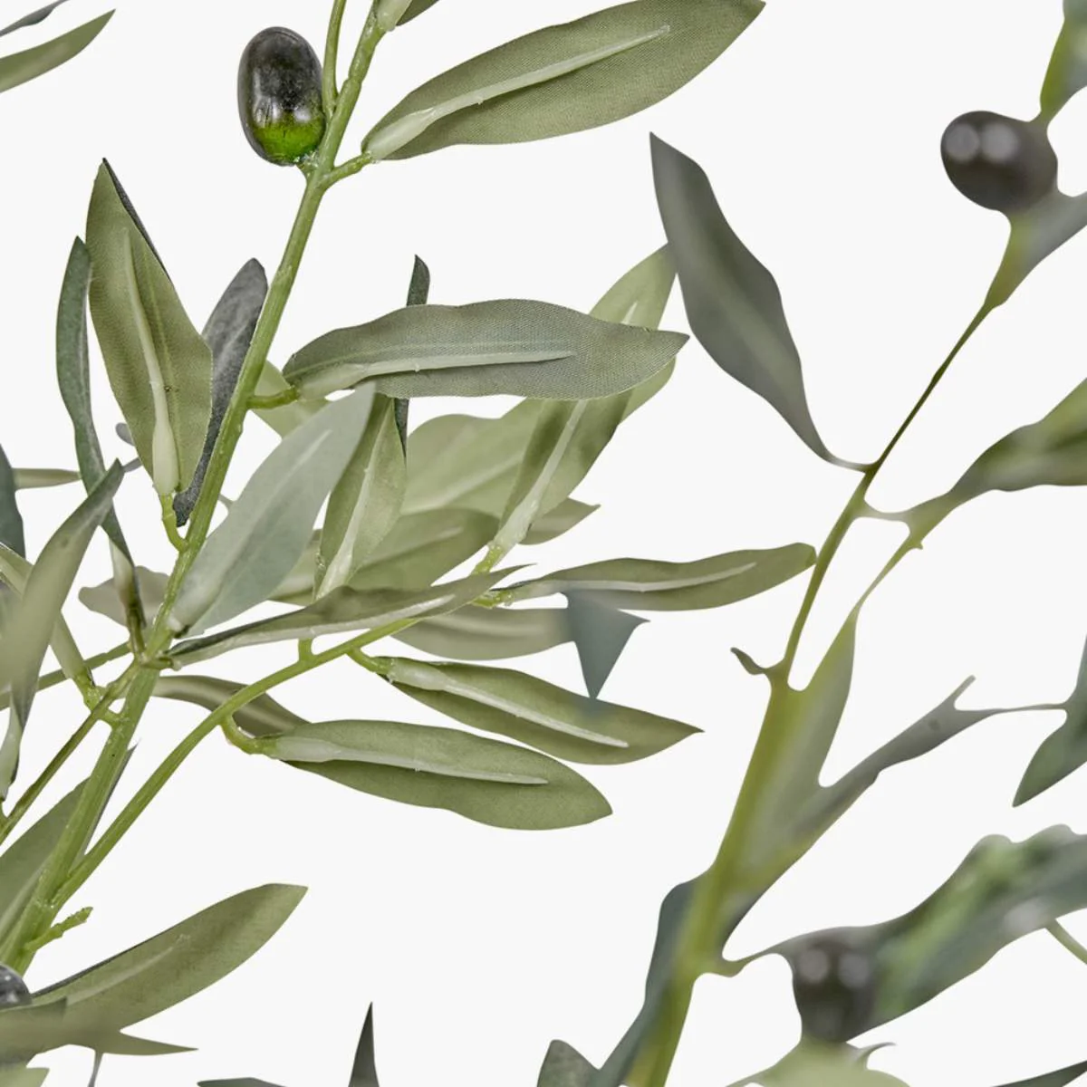 Pacific Lifestyle Extra Large Olive Tree in Pot - Image 5
