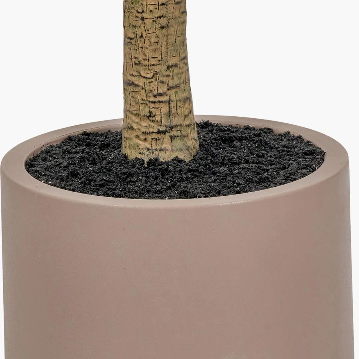 Pacific Lifestyle Large Olive Tree in Pot - Image 3