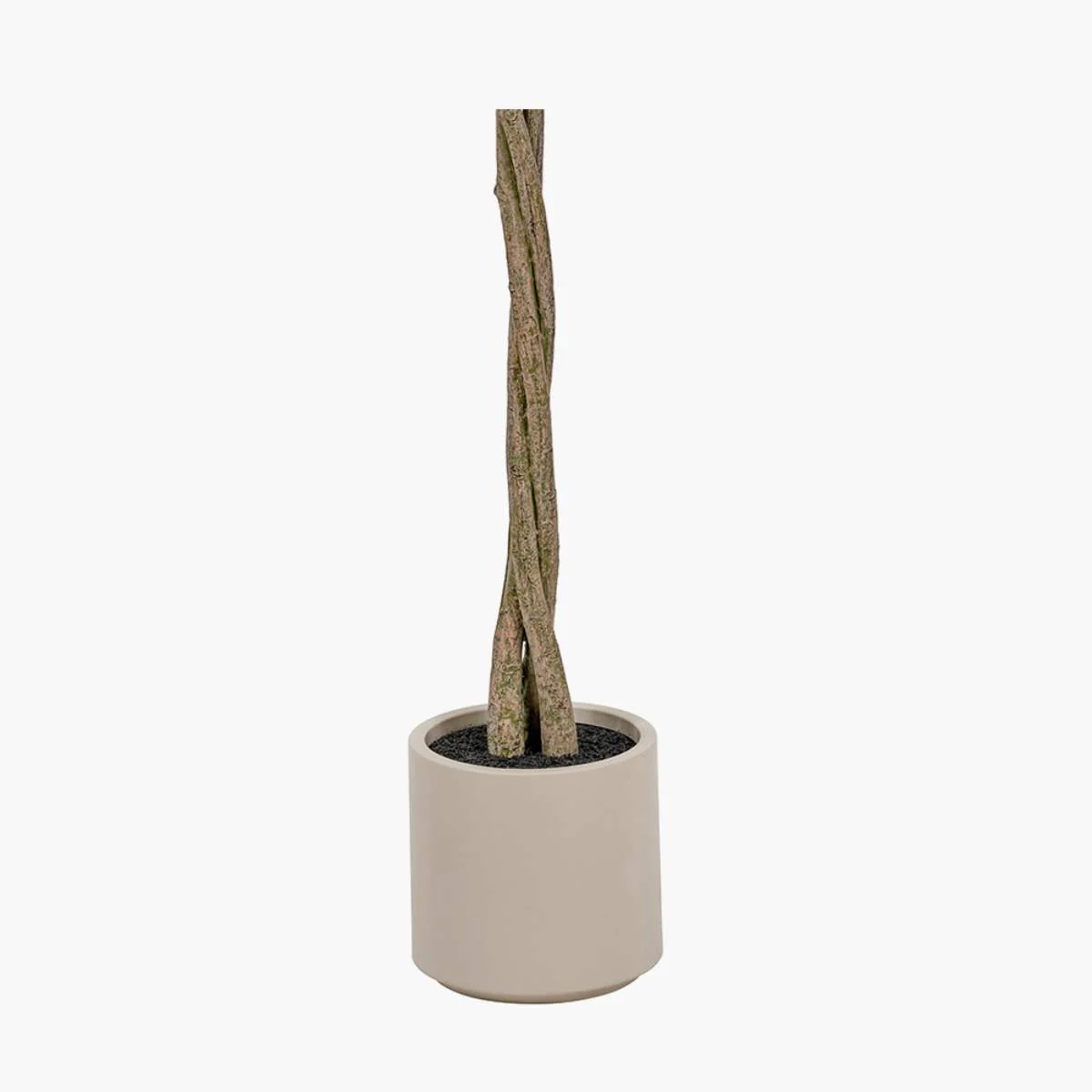 Pacific Lifestyle Medium Bay Tree in Pot - Image 3
