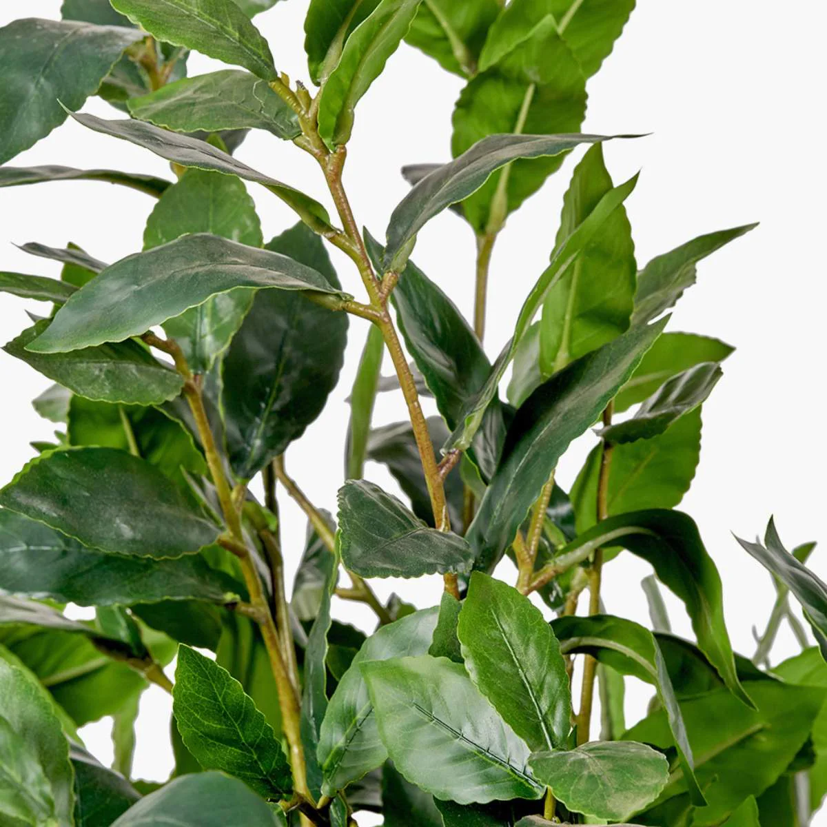 Pacific Lifestyle Medium Bay Tree in Pot - Image 5