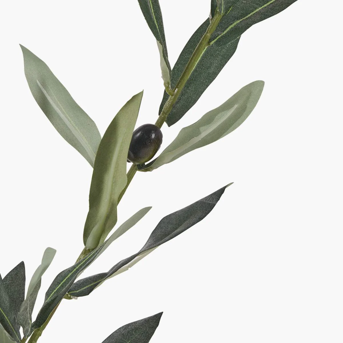 Pacific Lifestyle Medium Olive Tree in Pot - Image 3