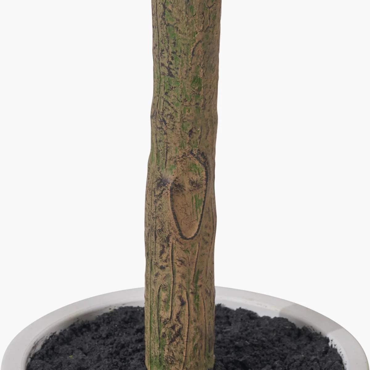 Pacific Lifestyle Medium Olive Tree in Pot - Image 4