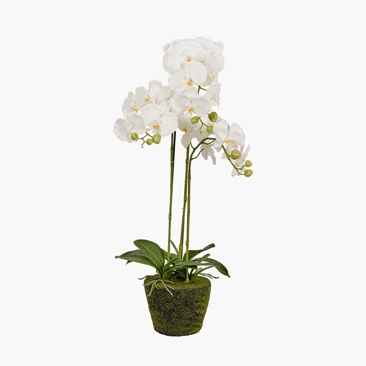 Pacific Lifestyle Medium White Orchid in Moss Pot