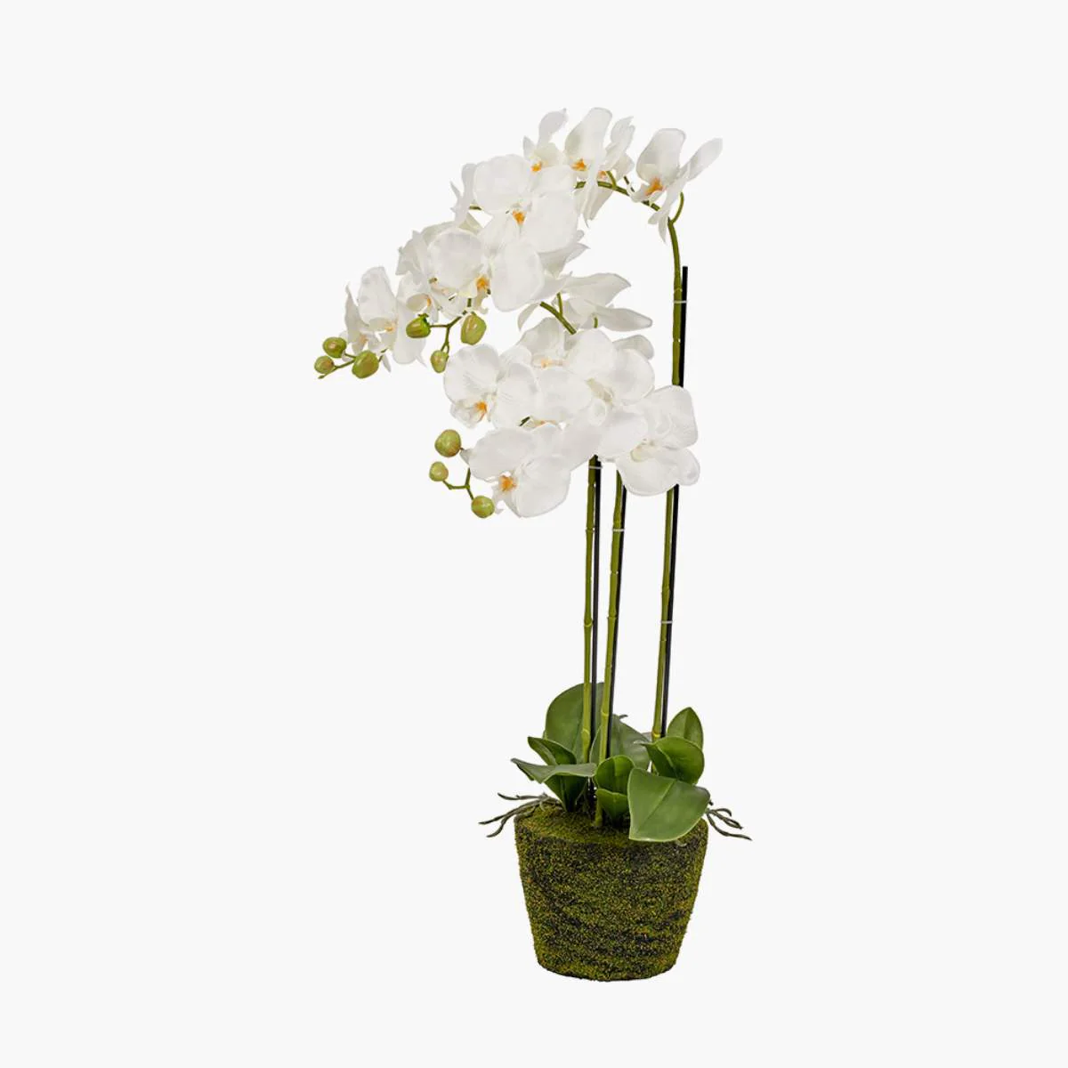 Pacific Lifestyle Medium White Orchid in Moss Pot - Image 2