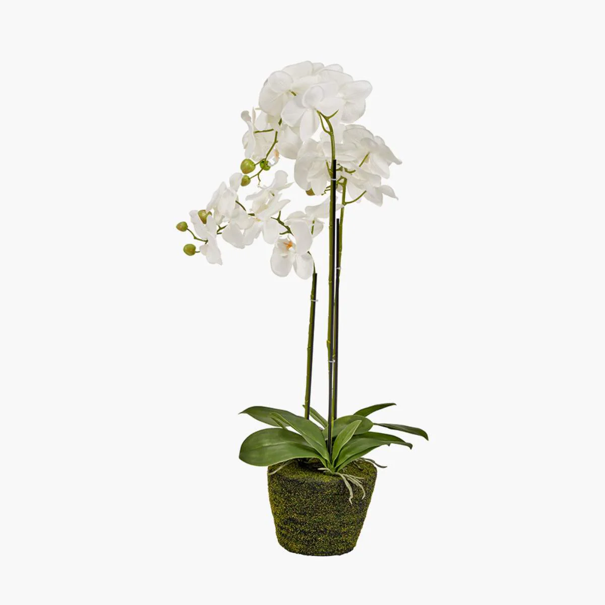 Pacific Lifestyle Medium White Orchid in Moss Pot - Image 3