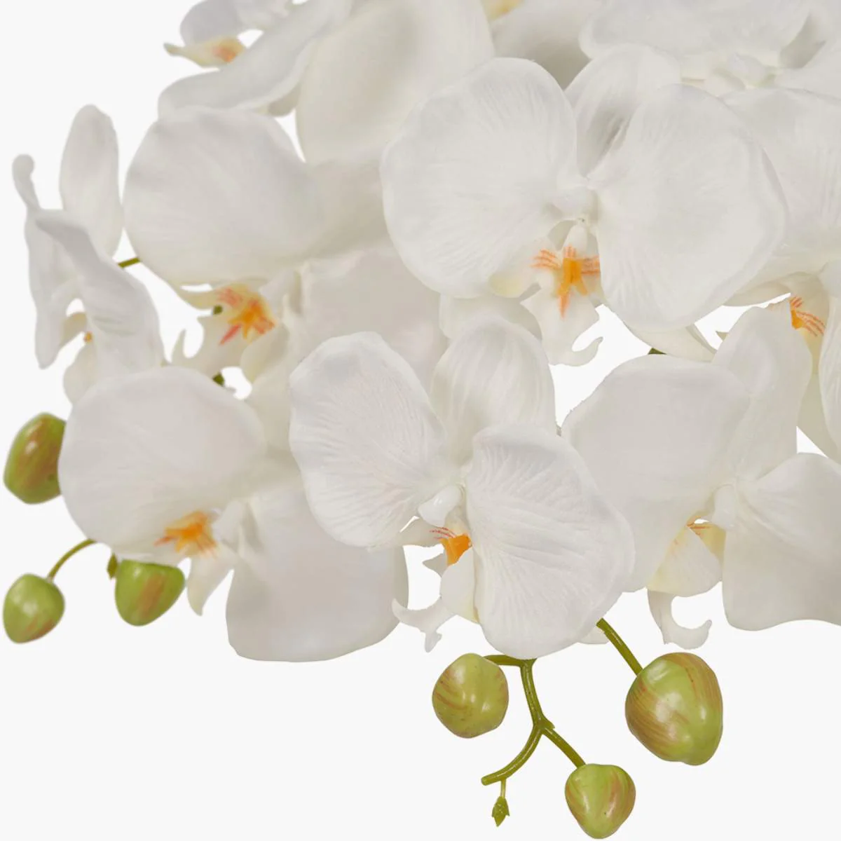 Pacific Lifestyle Medium White Orchid in Moss Pot - Image 4