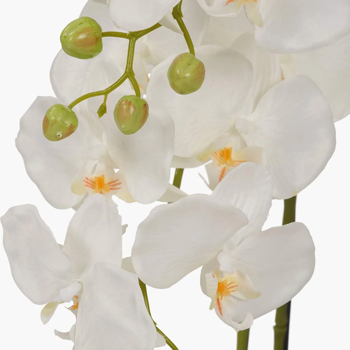 Pacific Lifestyle Medium White Orchid in Moss Pot - Image 5