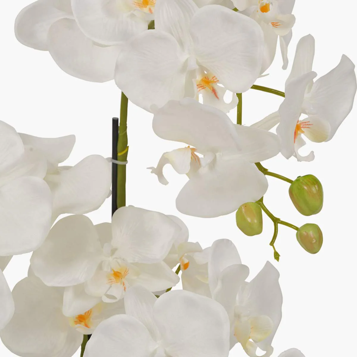 Pacific Lifestyle Medium White Orchid in Moss Pot - Image 6