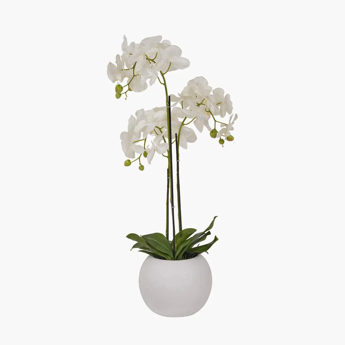 Pacific Lifestyle Medium White Orchid in Pot - Image 3