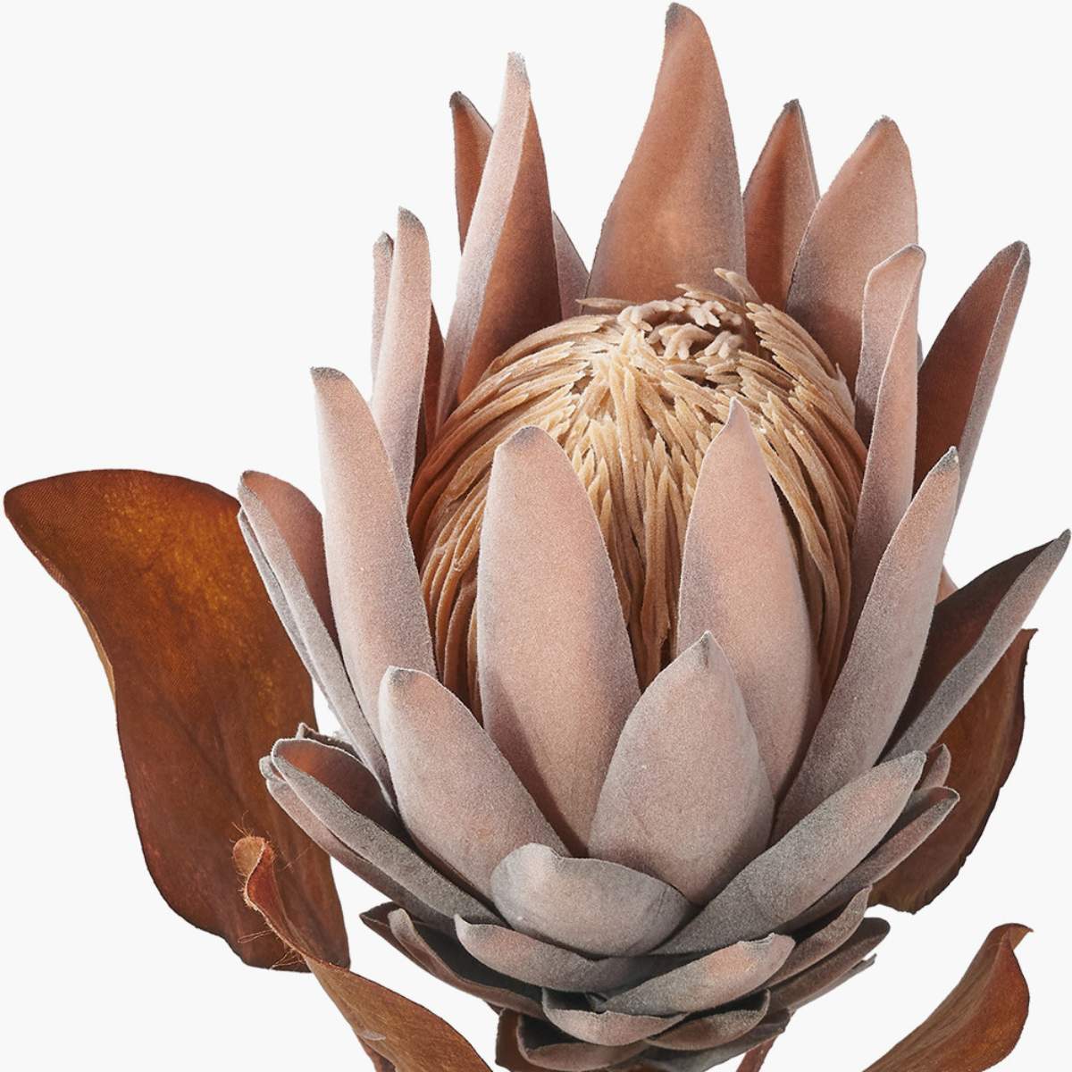 Pacific Lifestyle Mulberry Brown Protea Pack of 6 - Image 3