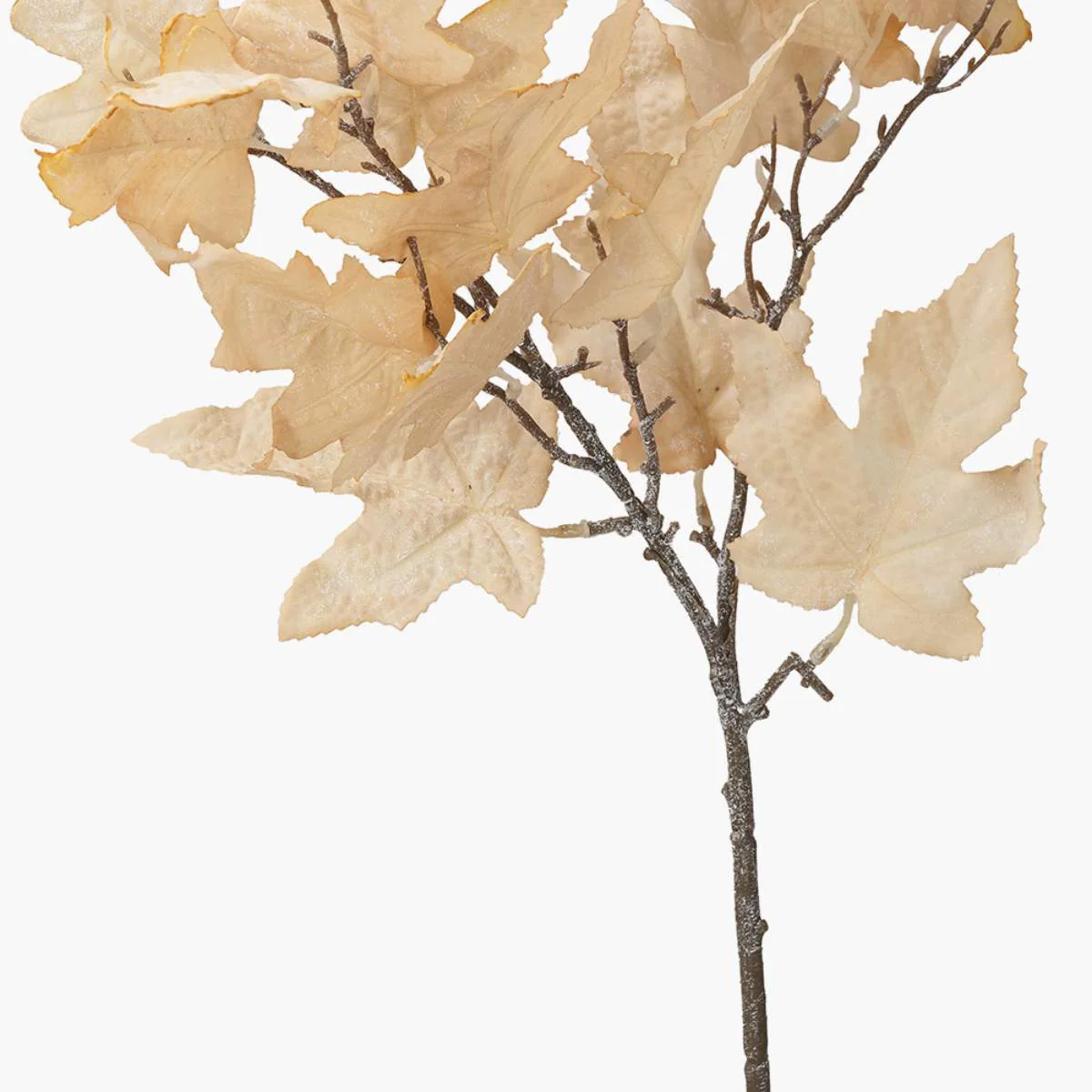 Pacific Lifestyle Natural Apricot Maple Leaf Pack of 6 - Image 4