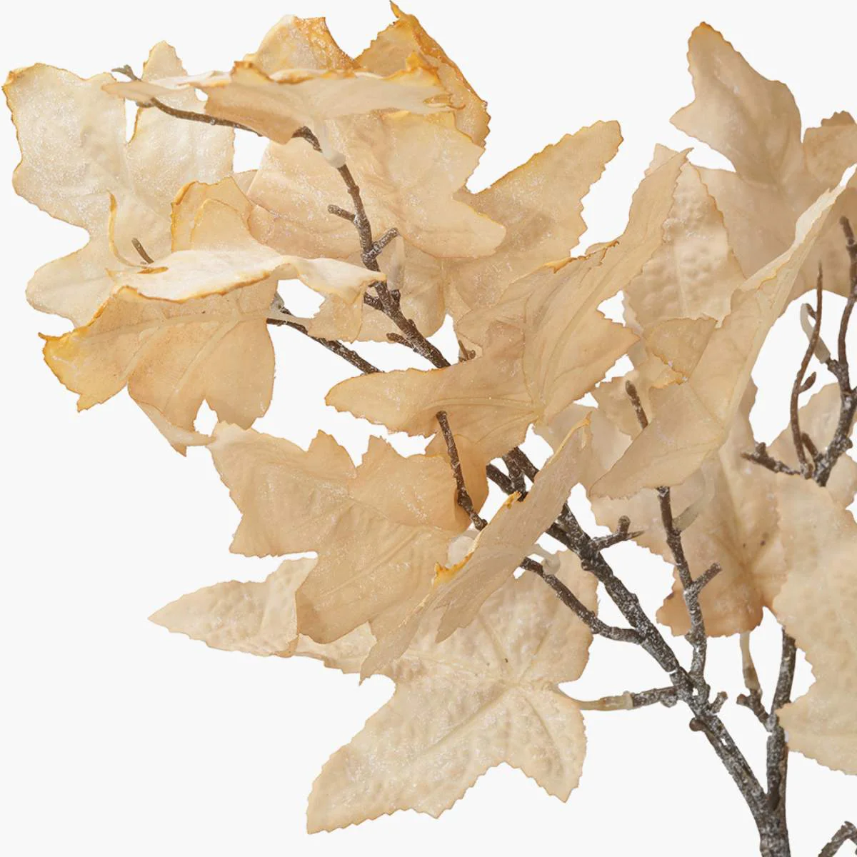 Pacific Lifestyle Natural Apricot Maple Leaf Pack of 6 - Image 5