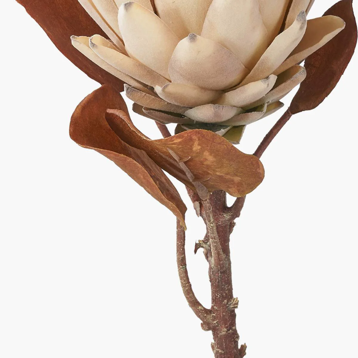 Pacific Lifestyle Natural Apricot Protea Pack of 6 - Image 2