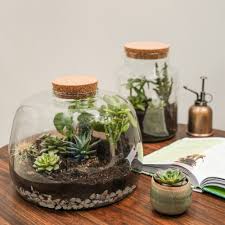 Ivyline Bowl Shape Terrarium DIY Kit - Image 4