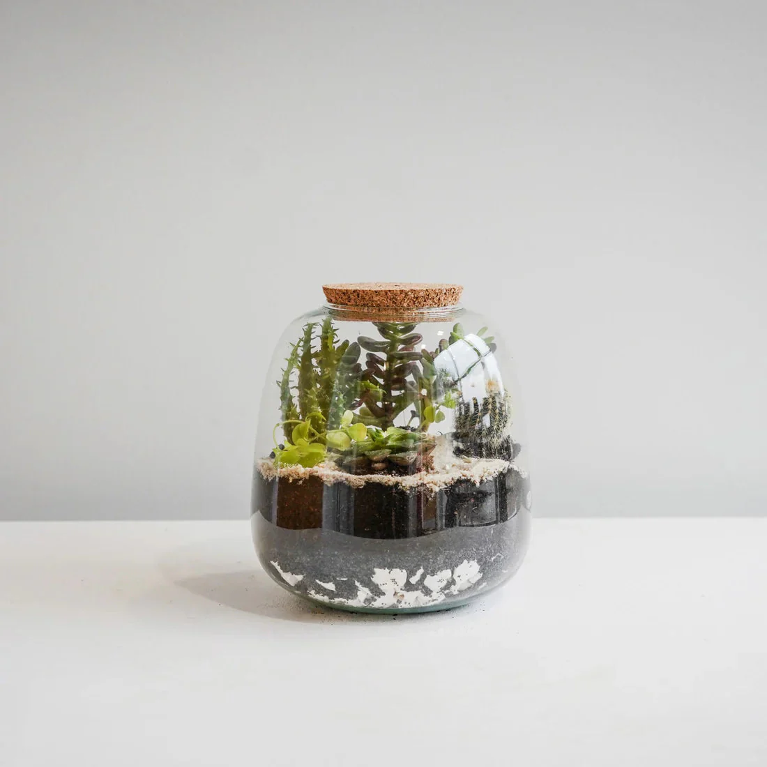 Ivyline Bowl Shape Terrarium DIY Kit - Image 6
