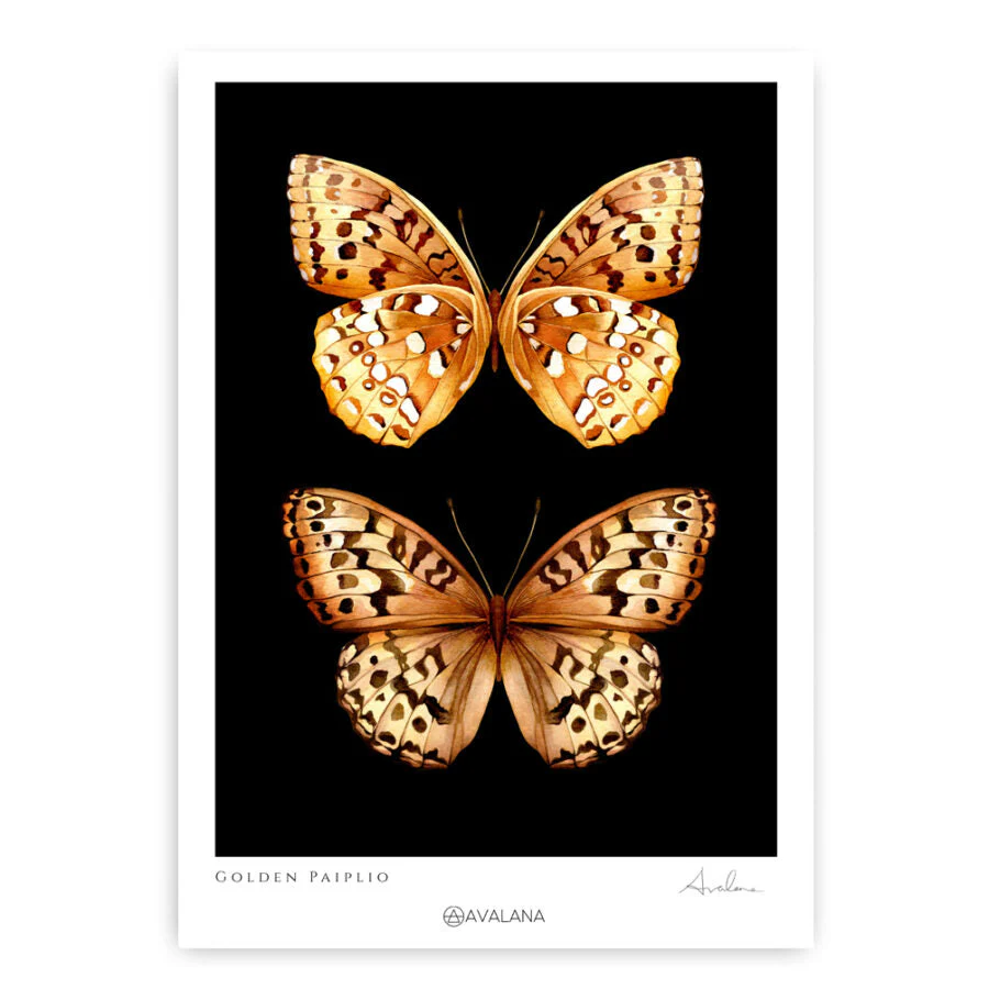 Avalana Gold Papilio Duo Art Print