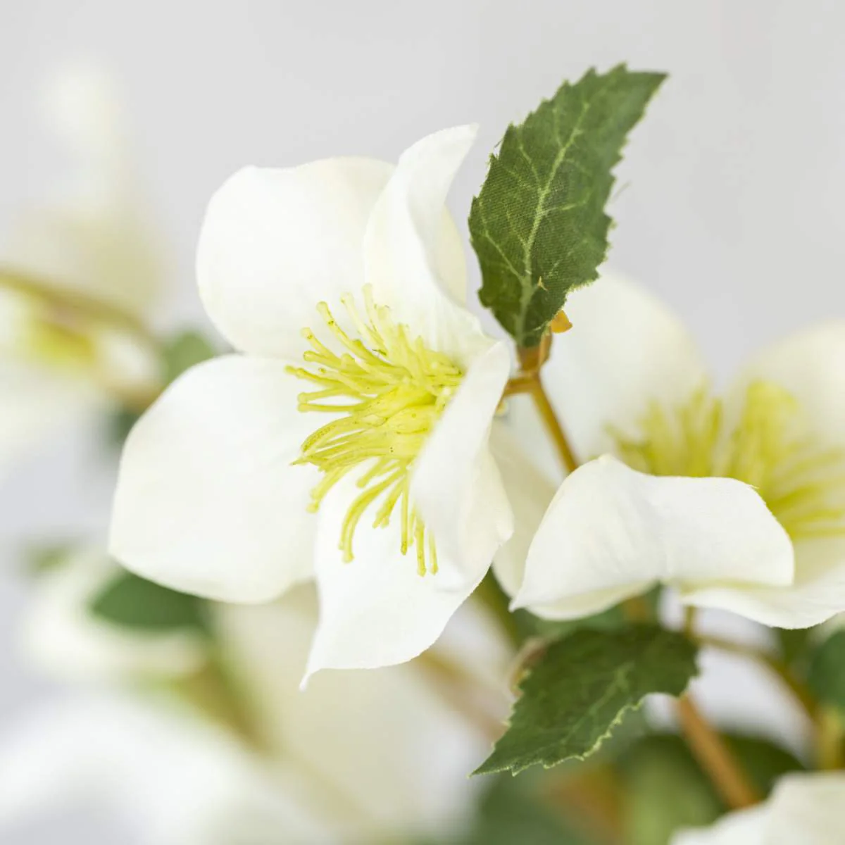 Grand Illusions Hellebore Off White - Image 4