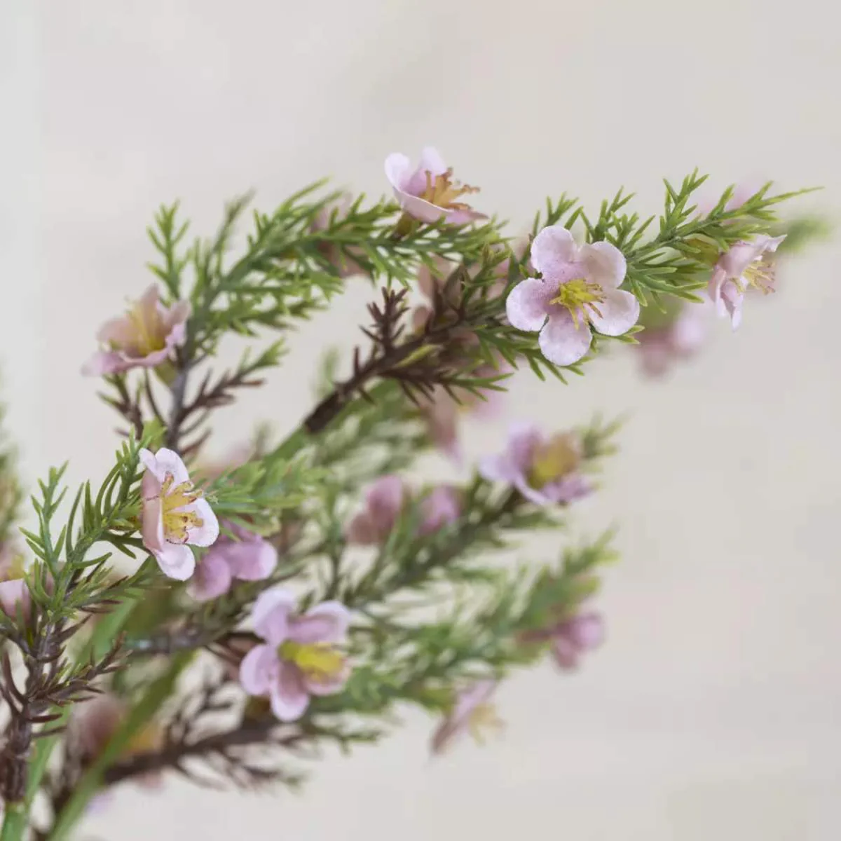 Grand Illusions Portulaca Bunch - Image 3