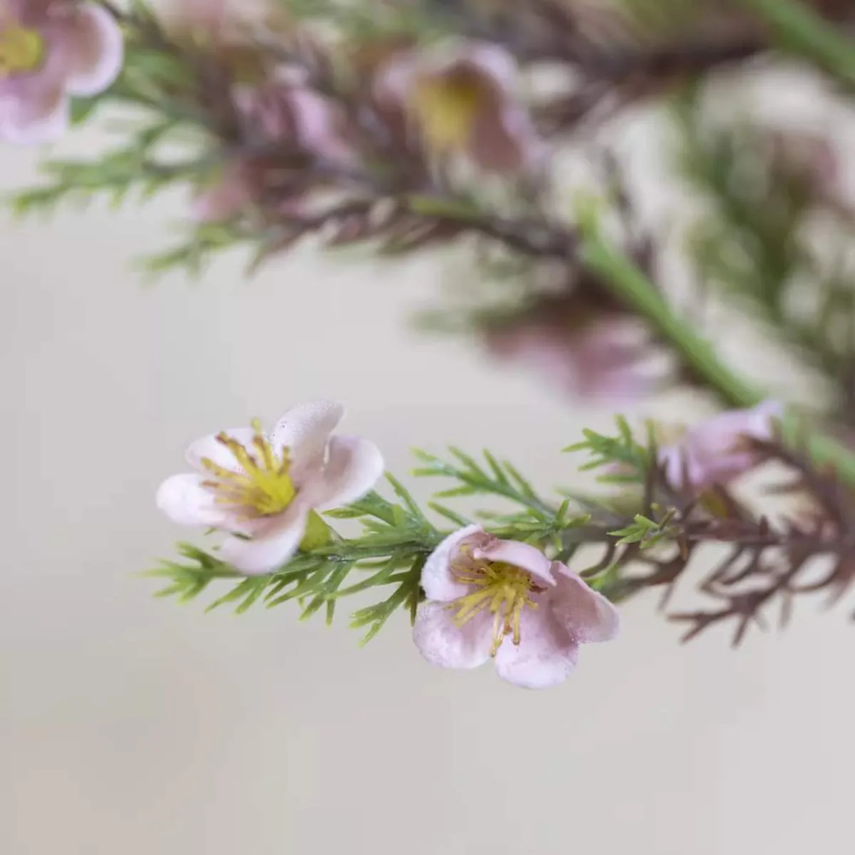 Grand Illusions Portulaca Bunch - Image 4