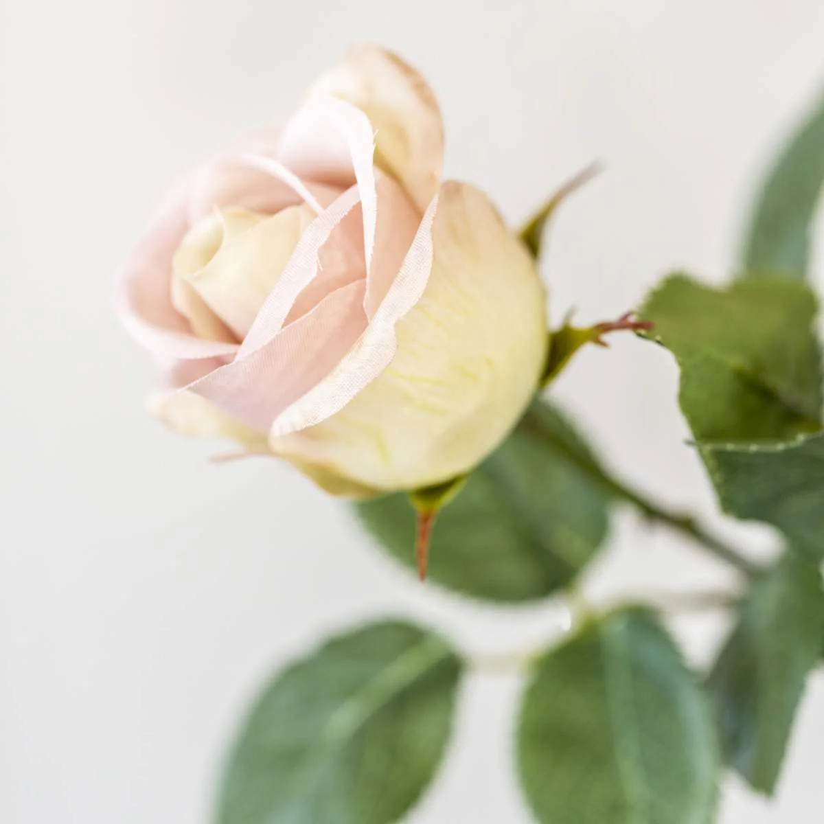 Grand Illusions Rose Apple White - Image 3