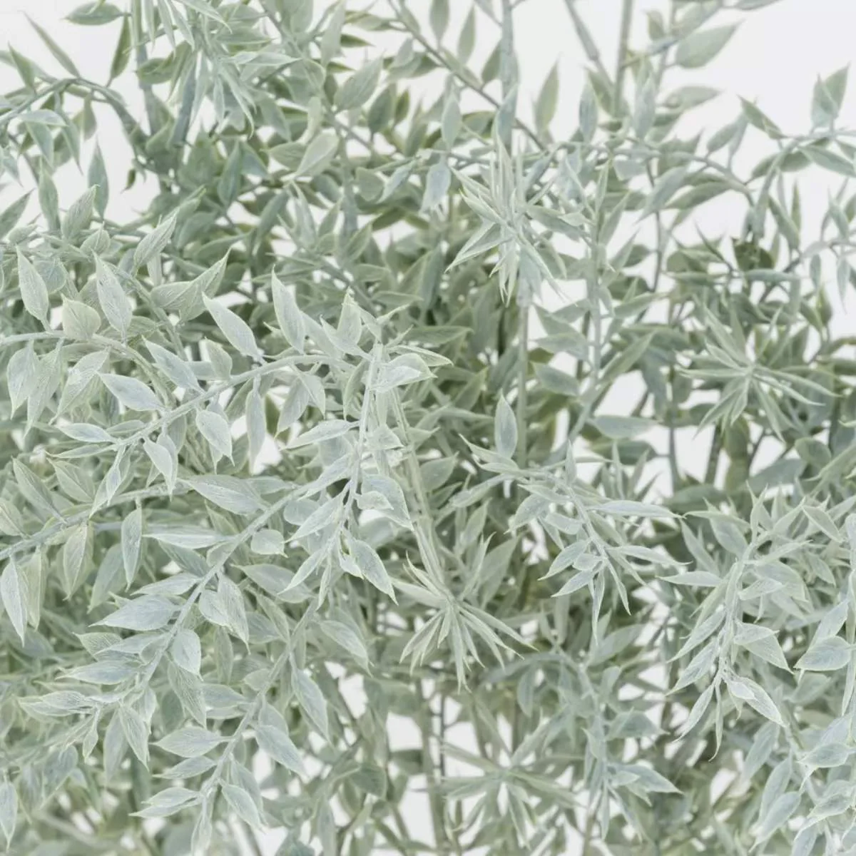 Grand Illusions Ruscus Spray - Image 4