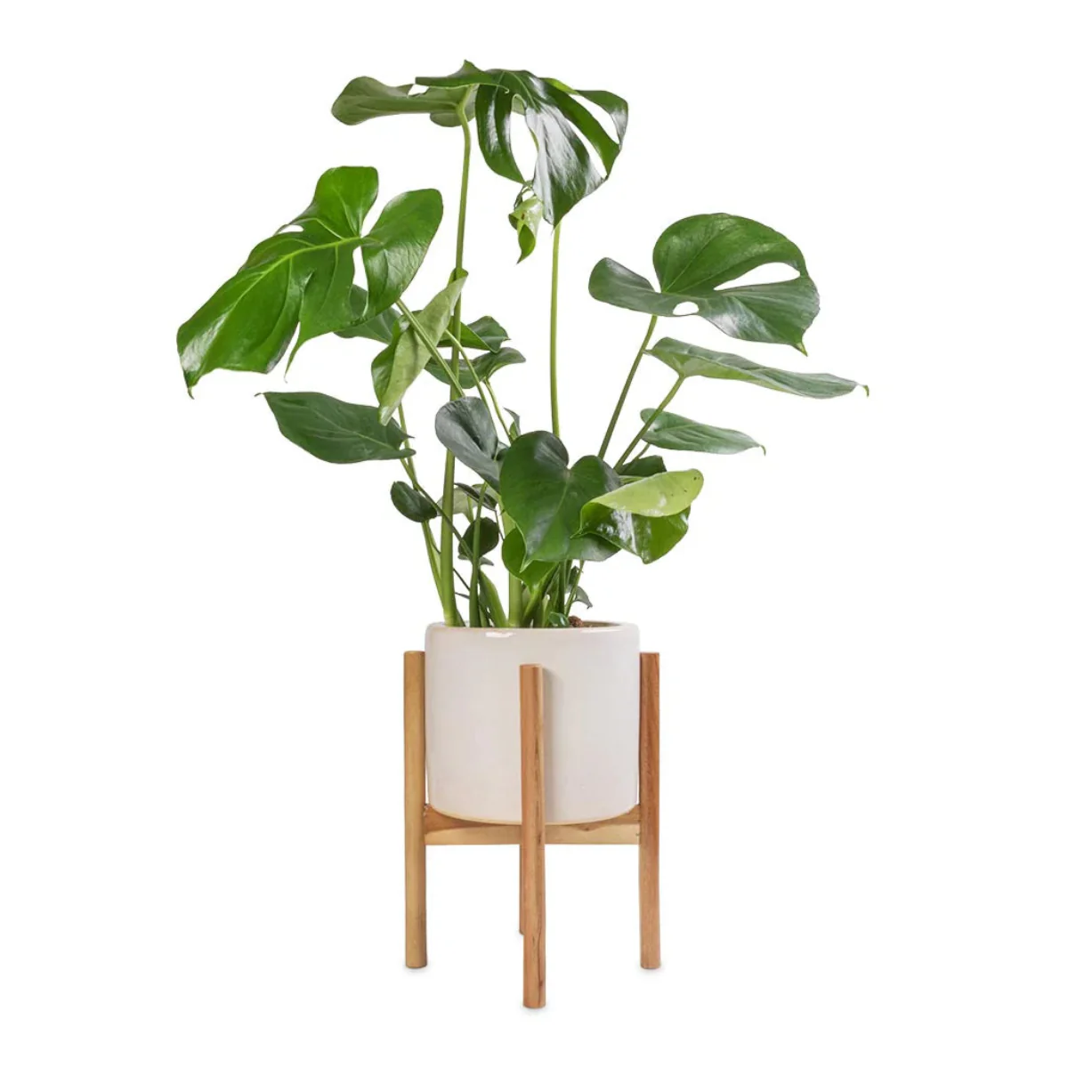 Ivyline Anzio Planter With Wooden Stand In Stone White - Image 2