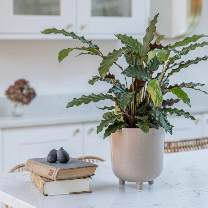 Ivyline Lecce Speckled Plant Pot - Image 2