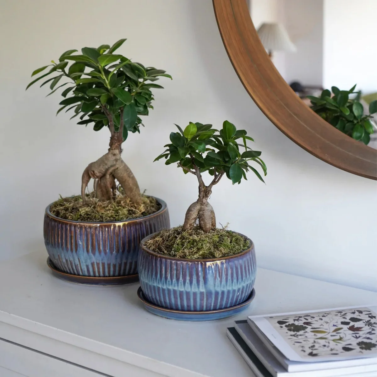 Ivyline Sapphire Bonsai Planter Set - Image 2