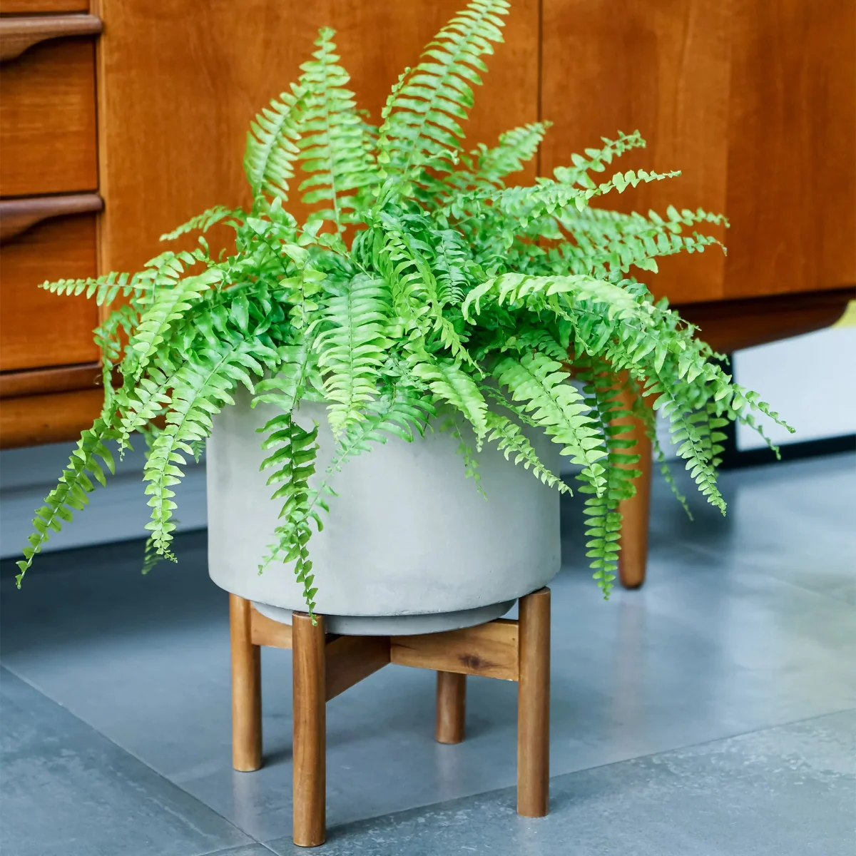 Ivyline Vigo Concrete Planter With Wooden Stand - Image 4