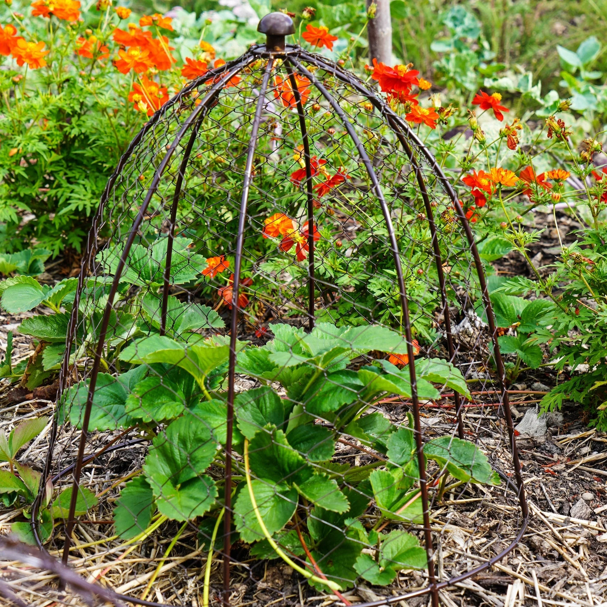 Ivyline Outdoor Wire Netted Plant Cloche Protector - Image 12