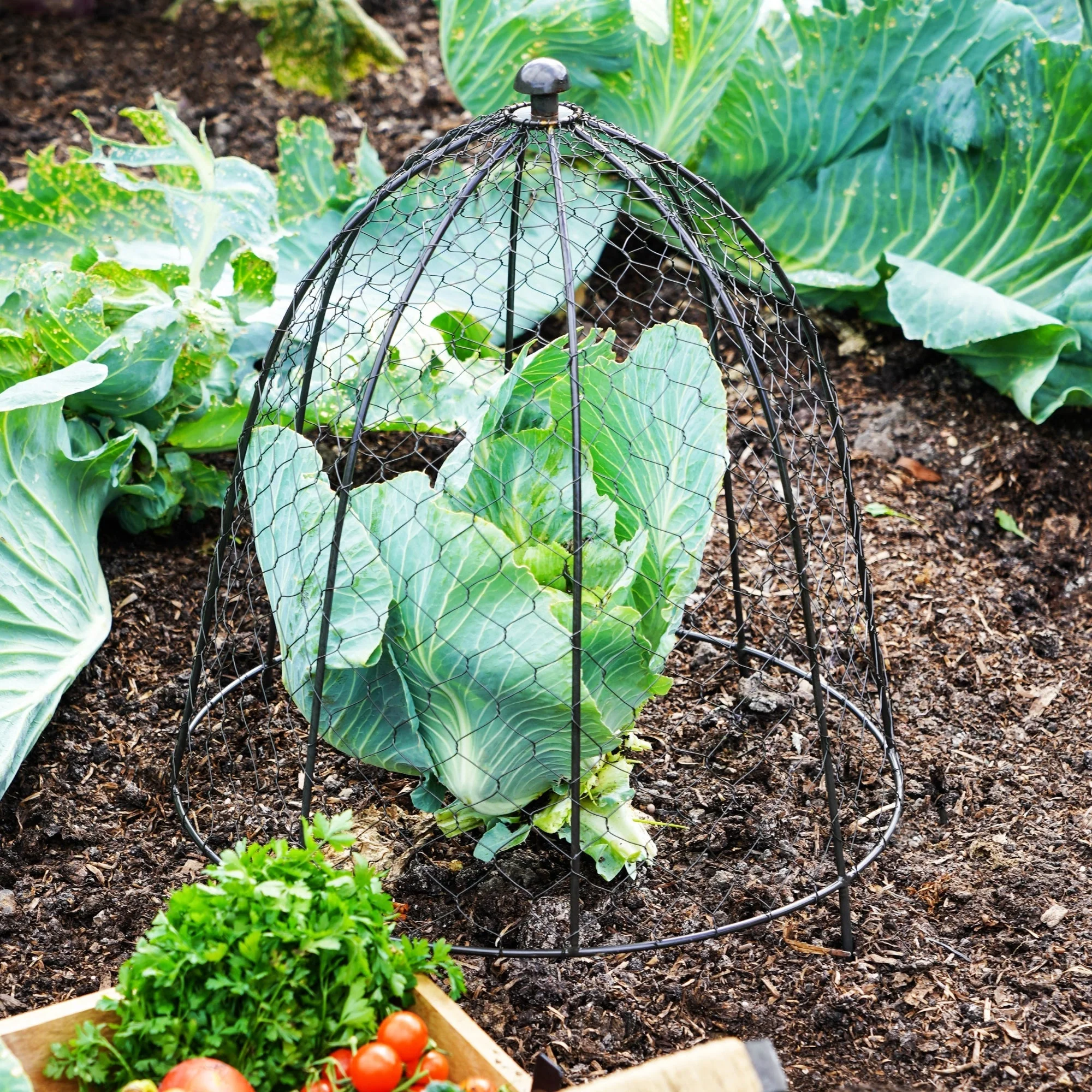 Ivyline Outdoor Wire Netted Plant Cloche Protector - Image 5