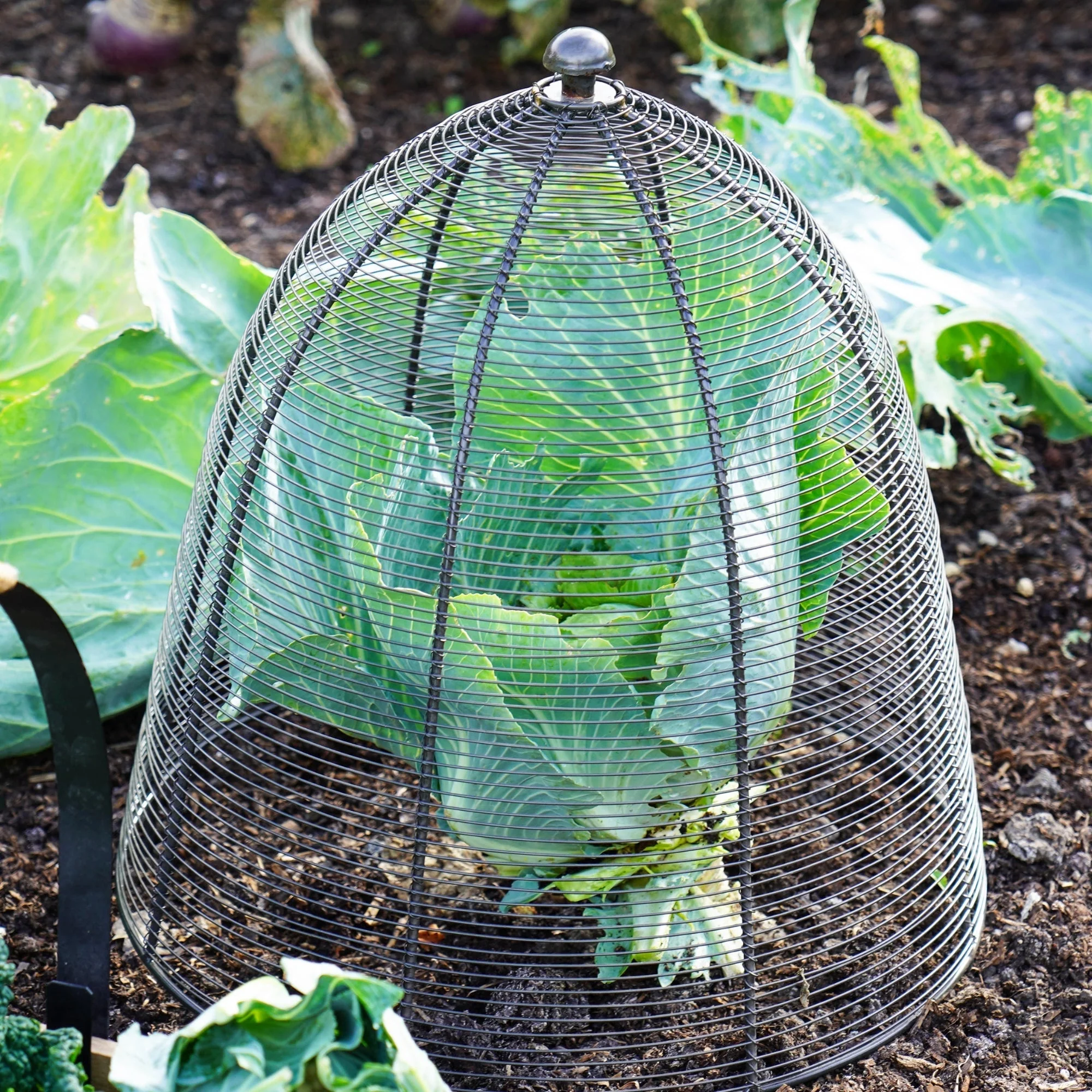 Ivyline Outdoor Wire Plant Cloche Protector - Image 4